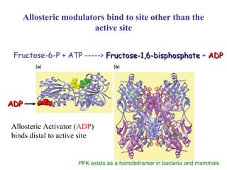 Allosteric modulators bind to site other than the 
active site 
Fructose-6-P + ATP -----> FFrruuccttoossee--11,,66--bbiisspphhoosspphhaattee + AADDPP 
AADDPP 
Allosteric Activator (ADP) 
binds distal to active site 
PFK exists as a homotetramer in bacteria and mammals 
 