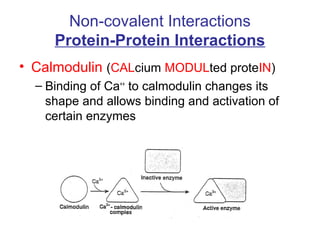 Non-covalent Interactions 
Protein-Protein Interactions 
• Calmodulin (CALcium MODULted proteIN) 
– Binding of Ca++ to calmodulin changes its 
shape and allows binding and activation of 
certain enzymes 
 
