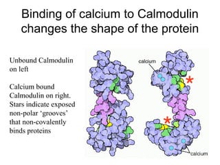 Binding of calcium to Calmodulin 
changes the shape of the protein 
Unbound Calmodulin 
on left 
Calcium bound 
Calmodulin on right. 
Stars indicate exposed 
non-polar ‘grooves’ 
that non-covalently 
binds proteins 
 