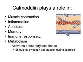 Calmodulin plays a role in: 
• Muscle contraction 
• Inflammation 
• Apoptosis 
• Memory 
• Immune response…. 
• Metabolism 
– Activates phosphorylase kinase 
• Stimulates glycogen degradation during exercise 
 