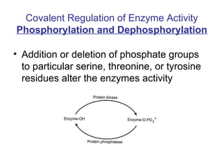 Covalent Regulation of Enzyme Activity 
Phosphorylation and Dephosphorylation 
• Addition or deletion of phosphate groups 
to particular serine, threonine, or tyrosine 
residues alter the enzymes activity 
 
