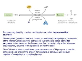 Enzymes regulated by covalent modification are called interconvertible 
enzymes. 
The enzymes (protein kinase and protein phosphatase) catalyzing the conversion 
of the interconvertible enzyme between its two forms are called converter 
enzymes. In this example, the free enzyme form is catalytically active, whereas 
the phosphoryl-enzyme form represents an inactive state. 
The -OH on the interconvertible enzyme represents an -OH group on a specific 
amino acid side chain in the protein (for example, a particular Ser residue) 
capable of accepting the phosphoryl group. 
 