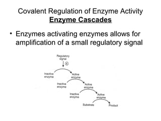 Covalent Regulation of Enzyme Activity 
Enzyme Cascades 
• Enzymes activating enzymes allows for 
amplification of a small regulatory signal 
 