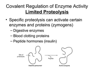 Covalent Regulation of Enzyme Activity 
Limited Proteolysis 
• Specific proteolysis can activate certain 
enzymes and proteins (zymogens) 
– Digestive enzymes 
– Blood clotting proteins 
– Peptide hormones (insulin) 
 