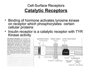 Cell-Surface Receptors 
Catalytic Receptors 
• Binding of hormone activates tyrosine kinase 
on receptor which phosphorylates certain 
cellular proteins 
• Insulin receptor is a catalytic receptor with TYR 
Kinase activity 
 