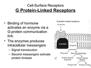 Cell-Surface Receptors 
G Protein-Linked Receptors 
• Binding of hormone 
activates an enzyme via a 
G-protein communication 
link. 
• The enzymes produces 
intracellular messengers 
– Signal transduction 
– Second messengers activate 
protein kinases 
 