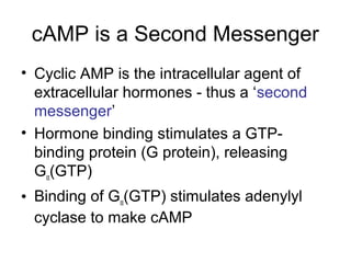 cAMP is a Second Messenger 
• Cyclic AMP is the intracellular agent of 
extracellular hormones - thus a ‘second 
messenger’ 
• Hormone binding stimulates a GTP-binding 
protein (G protein), releasing 
Ga(GTP) 
• Binding of Ga(GTP) stimulates adenylyl 
cyclase to make cAMP 
 