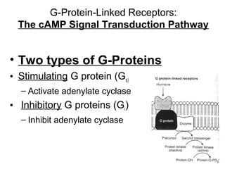G-Protein-Linked Receptors: 
The cAMP Signal Transduction Pathway 
• Two types of G-Proteins 
• Stimulating G protein (Gs) 
– Activate adenylate cyclase 
• Inhibitory G proteins (Gi) 
– Inhibit adenylate cyclase 
 