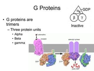 G Proteins 
• G proteins are 
trimers 
– Three protein units 
• Alpha 
• Beta 
• gamma 
 