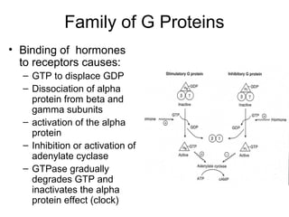 Family of G Proteins 
• Binding of hormones 
to receptors causes: 
– GTP to displace GDP 
– Dissociation of alpha 
protein from beta and 
gamma subunits 
– activation of the alpha 
protein 
– Inhibition or activation of 
adenylate cyclase 
– GTPase gradually 
degrades GTP and 
inactivates the alpha 
protein effect (clock) 
 