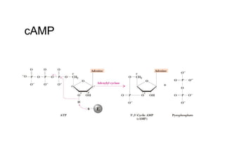 cAMP 
 