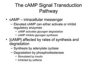 The cAMP Signal Transduction 
Pathway 
• cAMP – intracellular messenger 
– Elevated cAMP can either activate or inhibit 
regulatory enzymes 
• cAMP activates glycogen degradation 
• cAMP inhibits glycogen synthesis 
• [cAMP] affected by rates of synthesis and 
degradation 
– Synthesis by adenylate cyclase 
– Degradation by phosphodiesterase 
• Stimulated by insulin 
• Inhibited by caffeine 
 