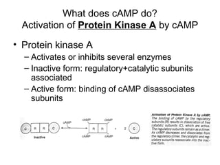 What does cAMP do? 
Activation of Protein Kinase A by cAMP 
• Protein kinase A 
– Activates or inhibits several enzymes 
– Inactive form: regulatory+catalytic subunits 
associated 
– Active form: binding of cAMP disassociates 
subunits 
 