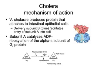 Cholera 
mechanism of action 
• V. cholarae produces protein that 
attaches to intestinal epithelial cells 
– Delivery subunit B (blue) facilitates 
entry of subunit A into cell 
• Subunit A catalyzes ADP-ribosylation 
of the alpha-s subunit of 
Gs-protein 
 