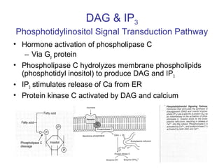 DAG & IP3 
Phosphotidylinositol Signal Transduction Pathway 
• Hormone activation of phospholipase C 
– Via Gp protein 
• Phospholipase C hydrolyzes membrane phospholipids 
(phosphotidyl inositol) to produce DAG and IP3 
• IP3 stimulates release of Ca from ER 
• Protein kinase C activated by DAG and calcium 
 