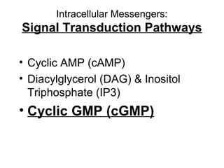 Intracellular Messengers: 
Signal Transduction Pathways 
• Cyclic AMP (cAMP) 
• Diacylglycerol (DAG) & Inositol 
Triphosphate (IP3) 
• Cyclic GMP (cGMP) 
 