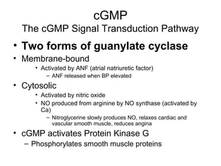 cGMP 
The cGMP Signal Transduction Pathway 
• Two forms of guanylate cyclase 
• Membrane-bound 
• Activated by ANF (atrial natriuretic factor) 
– ANF released when BP elevated 
• Cytosolic 
• Activated by nitric oxide 
• NO produced from arginine by NO synthase (activated by 
Ca) 
– Nitroglycerine slowly produces NO, relaxes cardiac and 
vascular smooth muscle, reduces angina 
• cGMP activates Protein Kinase G 
– Phosphorylates smooth muscle proteins 
 