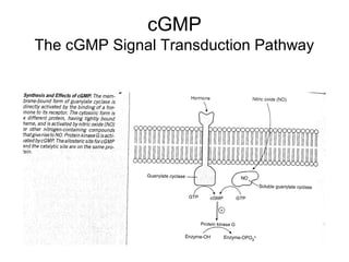 cGMP 
The cGMP Signal Transduction Pathway 
