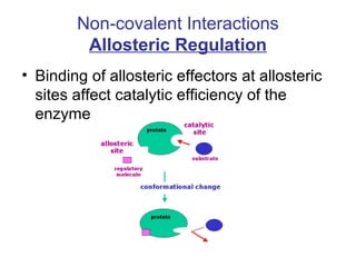 Non-covalent Interactions 
Allosteric Regulation 
• Binding of allosteric effectors at allosteric 
sites affect catalytic efficiency of the 
enzyme 
 