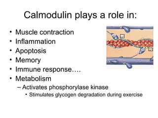 Calmodulin plays a role in: 
• Muscle contraction 
• Inflammation 
• Apoptosis 
• Memory 
• Immune response…. 
• Metabolis...