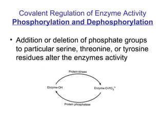 Covalent Regulation of Enzyme Activity 
Phosphorylation and Dephosphorylation 
• Addition or deletion of phosphate groups ...
