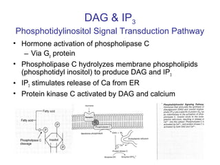 Intracellular Messengers: 
Signal Transduction Pathways 
• Cyclic AMP (cAMP) 
• Diacylglycerol (DAG) & Inositol 
Triphosph...