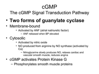 cGMP 
The cGMP Signal Transduction Pathway 

