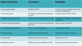 Class of protein Functions Example
1. Enzymatic protein Biological catalyst Urease, Amylase, Catalase, Cytochrome
C, Alcohol hydrogenase
2. Structural protein Strengthening and protecting biological
structure
Collagen, Elastin, Keratin, Fibroin
3.Transport and carrier protein Transport of ion and molecules in a body Myoglobin, hemoglobin, Ceruloplasmin,
Lipoproteins
4. Nutrient and storage protein Provide nutrition to growing embryo and
store ions
Ferritin, Casein, ovalbumin
5. Contractile or motile protein Function in contractile system Actin, Myosin,Tubulin
6. Defence protein Defend against other organisms Antibodies, Fibrinogen,Thrombin
7.Toxin protein Hydrolyse or degrade enzymes Snake venom, Ricin
8. Regulatory protein Regulate cellular or metabolic activities Insulin, G protein, Growth hormone
 