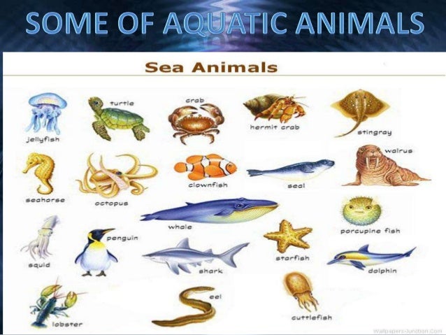 Aquatic Animals Aquatic Animals