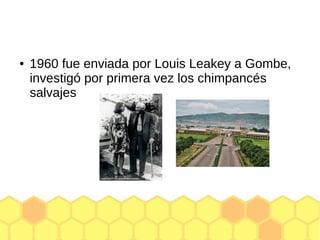 ● 1960 fue enviada por Louis Leakey a Gombe,
investigó por primera vez los chimpancés
salvajes
 