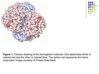 Figure 1:  Cartoon drawing of the hemoglobin molecule. One alpha-beta dimer is colored red and the other is colored blue. The darker red represents the heme molecules. Image courtesy of Protein Data Bank  