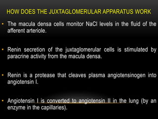 HOW DOES THE JUXTAGLOMERULAR APPARATUS WORK
• The macula densa cells monitor NaCl levels in the fluid of the
afferent arteriole.
• Renin secretion of the juxtaglomerular cells is stimulated by
paracrine activity from the macula densa.
• Renin is a protease that cleaves plasma angiotensinogen into
angiotensin I.
• Angiotensin I is converted to angiotensin II in the lung (by an
enzyme in the capillaries).
 