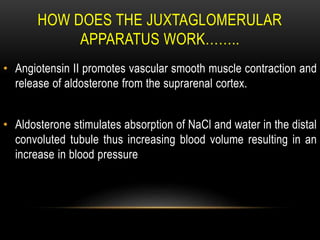 HOW DOES THE JUXTAGLOMERULAR
APPARATUS WORK……..
• Angiotensin II promotes vascular smooth muscle contraction and
release of aldosterone from the suprarenal cortex.
• Aldosterone stimulates absorption of NaCl and water in the distal
convoluted tubule thus increasing blood volume resulting in an
increase in blood pressure
 