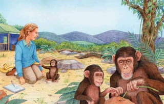 Jane Goodall, Chimpanzees