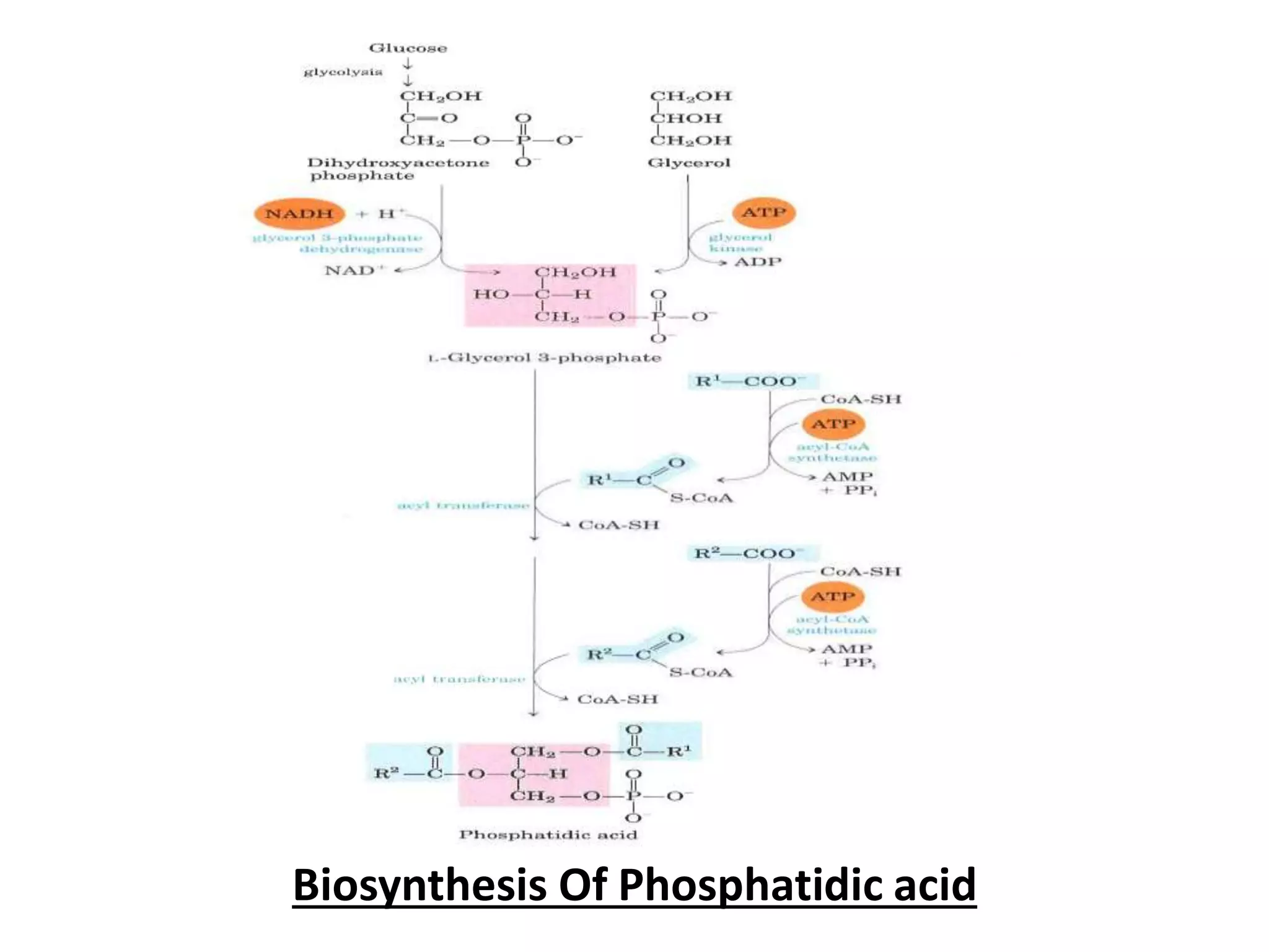 Biosynthesis Of Phosphatidic acid
 