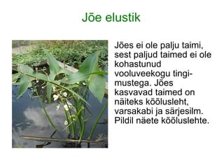 Jõe elustik Taimed Jões ei ole palju taimi, sest paljud taimed ei ole kohastunud vooluveekogu tingi-mustega. Jões kasvavad taimed on näiteks kõõlusleht, varsakabi ja särjesilm. Pildil näete kõõluslehte. 