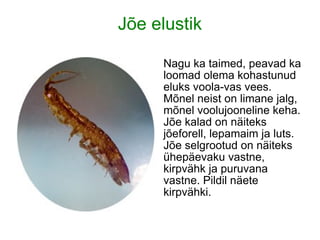 Jõe elustik Selgrootud ja kalad Nagu ka taimed, peavad ka loomad olema kohastunud eluks voola-vas vees. Mõnel neist on limane jalg, mõnel voolujooneline keha. Jõe kalad on näiteks jõeforell, lepamaim ja luts. Jõe selgrootud on näiteks ühepäevaku vastne, kirpvähk ja puruvana vastne. Pildil näete kirpvähki. 