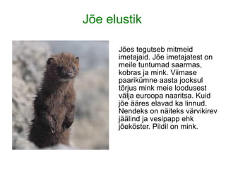Jõe elustik Imetajad ja linnud Jões tegutseb mitmeid imetajaid. Jõe imetajatest on meile tuntumad saarmas, kobras ja mink. Viimase paarikümne aasta jooksul tõrjus mink meie loodusest välja euroopa naaritsa. Kuid jõe ääres elavad ka linnud. Nendeks on näiteks värvikirev jäälind ja vesipapp ehk jõeköster. Pildil on mink.  
