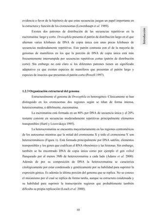 10
evidencia a favor de la hipótesis de que estas secuencias juegan un papel importante en
la estructura y función de los cromosomas (Lowenhaupt et al. 1989).
Existen dos patrones de distribución de las secuencias repetitivas en la
eucromatina: largo y corto. Drosophila presenta el patrón de distribución largo en el que
alternan varias kilobases de DNA de copia única con unas pocas kilobases de
secuencias moderadamente repetitivas. Este patrón contrasta con el de la mayoría de
genomas de mamíferos en los que la porción de DNA de copia única está más
frecuentemente interrumpida por secuencias repetitivas cortas (patrón de distribución
corto). Sin embargo no está claro si los diferentes patrones tienen un significado
adaptativo ya que existen especies de mamíferos que presentan el patrón largo y
especies de insectos que presentan el patrón corto (Powell 1997).
1.2.3 Organización estructural del genoma
Estructuralmente el genoma de Drosophila es heterogéneo. Clásicamente se han
distinguido en los cromosomas dos regiones según se tiñan de forma intensa,
heterocromatina, o débilmente, eucromatina.
La eucromatina está formada en un 80% por DNA de secuencia única y el 20%
restante consiste en secuencias moderadamente repetitivas principalmente elementos
transponibles (Hartl y Lozovskaya 1995).
La heterocromatina se encuentra mayoritariamente en las regiones centroméricas
de los autosomas mientras que la mitad del cromosoma X y todo el cromosoma Y son
heterocromáticos (Figura 1). Está formada principalmente por DNA satélite, elementos
transponibles y los genes que codifican el RNA ribosómico y las histonas. Sin embargo,
también se ha encontrado DNA de copia única como por ejemplo el gen rolled
flanqueado por al menos 3Mb de heterocromatina a cada lado (Adams et al. 2000).
Además de por su composición de DNA la heterocromatina se caracteriza
citológicamente por estar condensada y genéticamente por su habilidad para suprimir la
expresión génica. Es además la última porción del genoma que se replica. No se conoce
el mecanismo por el cual se replica de forma tardía, aunque su estructura condensada y
su habilidad para suprimir la transcripción sugieren que probablemente también
dificulta su propia replicación (Leach et al. 2000).
 