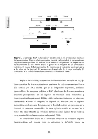 11
Figura 1. El cariotipo de D. melanogaster. Distribución en los cromosomas mitóticos
de la eucromatina (blanco) y heterocromatina (negro). La longitud de la eucromatina en
megabases (Mb) proviene del análisis de la secuencia del genoma. La proporción de
heterocromatina es una estima directa a partir de la longitud de los cromosomas
mitóticos. El bloque de heterocromatina del cromosoma X varia entre una tercera parte
y la mitad de la longitud del cromosoma dependiendo de la cepa analizada. El
cromosoma Y es casi totalmente heterocromático (Adams et al. 2000).
Según su localización y composición la heterocromatina se divide en α- y β-
heterocromatina. La α-heterocromatina se localiza en las regiones pericentroméricas y
está formada por DNA satélite, que es el componente mayoritario, elementos
transponibles y los genes que codifican el RNA ribosómico. La β-heterocromatina se
encuentra principalmente en las regiones de transición entre eucromatina y
heterocromatina (Koryakov et al. 1999) y está formada mayoritariamente por elementos
transponibles. Cuando se comparan las regiones de transición con las regiones
eucromáticas se observa una disminución en la densidad génica y un incremento en la
densidad de elementos transponibles. En estas regiones también se han descrito al
menos 110 tipos diferentes de secuencias repetitivas cortas algunas de las cuales se
encuentran también en la eucromatina (Adams et al. 2000).
El conocimiento actual de la naturaleza molecular de diferentes regiones
heterocromáticas del genoma pone en entredicho la definición clásica de
 