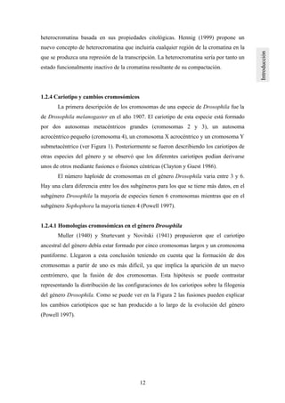 12
heterocromatina basada en sus propiedades citológicas. Hennig (1999) propone un
nuevo concepto de heterocromatina que incluiría cualquier región de la cromatina en la
que se produzca una represión de la transcripción. La heterocromatina sería por tanto un
estado funcionalmente inactivo de la cromatina resultante de su compactación.
1.2.4 Cariotipo y cambios cromosómicos
La primera descripción de los cromosomas de una especie de Drosophila fue la
de Drosophila melanogaster en el año 1907. El cariotipo de esta especie está formado
por dos autosomas metacéntricos grandes (cromosomas 2 y 3), un autosoma
acrocéntrico pequeño (cromosoma 4), un cromosoma X acrocéntrico y un cromosoma Y
submetacéntrico (ver Figura 1). Posteriormente se fueron describiendo los cariotipos de
otras especies del género y se observó que los diferentes cariotipos podían derivarse
unos de otros mediante fusiones o fisiones céntricas (Clayton y Guest 1986).
El número haploide de cromosomas en el género Drosophila varia entre 3 y 6.
Hay una clara diferencia entre los dos subgéneros para los que se tiene más datos, en el
subgénero Drosophila la mayoría de especies tienen 6 cromosomas mientras que en el
subgénero Sophophora la mayoría tienen 4 (Powell 1997).
1.2.4.1 Homologías cromosómicas en el género Drosophila
Muller (1940) y Sturtevant y Novitski (1941) propusieron que el cariotipo
ancestral del género debía estar formado por cinco cromosomas largos y un cromosoma
puntiforme. Llegaron a esta conclusión teniendo en cuenta que la formación de dos
cromosomas a partir de uno es más difícil, ya que implica la aparición de un nuevo
centrómero, que la fusión de dos cromosomas. Esta hipótesis se puede contrastar
representando la distribución de las configuraciones de los cariotipos sobre la filogenia
del género Drosophila. Como se puede ver en la Figura 2 las fusiones pueden explicar
los cambios cariotípicos que se han producido a lo largo de la evolución del género
(Powell 1997).
 