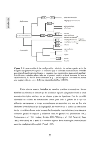 13
Cinco acrocéntricos A+D B+C grupo willistoni
obscura
subobscura
C+D
subgrupo affinis
subgrupo pseudoobscura
A+D
D+E B+C grupo melanogaster
C+D
C+D
C+E
C+D
mayoría de especies
complejo hystricosa
complejo crassifemur
robusta
nigromelanica
virilis
repleta
pavani
funebris
Especies
Hawaianas
Sophophora
Drosophila
Figura 2. Representación de la configuración cariotípica de varias especies sobre la
filogenia del género Drosophila. Si se asume que el cariotipo ancestral estaba formado
por cinco elementos cromosómicos, el escenario más parsimonioso que permite explicar
los diferente cariotipos observados en el género requiere solo de fusiones de brazos
cromosómicos. La fusión de los elementos C y D en las especies Hawaianas se piensa
que ha aparecido dos veces de forma independiente (Powell 1997).
Estos mismos autores, basándose en estudios genéticos comparativos, fueron
también los primeros en señalar que las diferentes especies del género tienden a tener
mutantes fenotípicos similares en los mismos grupos de ligamiento. Esto les permitió
establecer un sistema de nomenclatura común para todo el género en el que los
diferentes cromosomas o brazos cromosómicos corresponden con uno de los seis
elementos cromosómicos que ellos proponen. El desarrollo de la técnica de hibridación
in situ permitió confirmar posteriormente las homologías cromosómicas propuestas para
diferentes grupos de especies y establecer otras por primera vez (Steinemann 1982;
Steinemann et al. 1984; Loukas y Kafatos 1986; Whiting et al. 1989; Papaceit y Juan
1993; entre otros). En la Tabla 1 se muestran algunas de las homologías cromosómicas
descritas en el género Drosophila (Powell 1997).
 