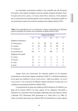 14
Las homologías cromosómicas también se han extendido más allá del género
Drosophila a otras especies de dípteros como por ejemplo mosquitos del género Aedes,
la mosca azul Lucilia cuprina, o la mosca común Musca domestica. Se ha propuesto
que la conservación del contenido genético de los elementos cromosómicos podría ser
una característica común en la evolución cariotípica de los dípteros (Heckel 1993).
Tabla 1. Correspondencias de los cromosomas o brazos cromosómicos de diferentes
especies del género Drosophila con los elementos de Muller (Powell 1997).
Elemento de Muller
A B C D E F
Subgénero Sophophora
D. melanogaster X 2L 2R 3L 3R 4
D. simulans X 2L 2R 3L 3R 4
D. subobscura A U E J O D
D. pseudoobscura XL 4 3 XR 2 5
Subgénero Drosophila
D. repleta X 3 5 4 2 6
D. buzzatii X 3 5 4 2 6
D. virilis X 4 5 3 2 6
D. hydei X 4 3 5 2 6
Aunque existe una conservación del contenido genético de los elementos
cromosómicos se han descrito algunas excepciones (Tabla 2). La diferente localización
de los genes que codifican la Larval serum protein 1 alpha (Lsp1alpha) y la Larval
serum protein 1 beta (Lsp1beta) en diferentes especies del género se piensa que es el
resultado de una transposición (Brock y Roberts 1983).
La localización de los genes que codifican el RNA ribosómico 5S (5SRNA) y los
genes de las histonas (HIS-C) en varias especies de los subgéneros Drosophila y
Sophophora no concuerda con las homologías establecidas entre estas especies (Alonso
y Berendes 1975; Steinemann 1982; Steinemann et al. 1984; Fitch et al. 1990). Lo
mismo se encontró para genes que codifican RNA de transferencia en cuatro especies
 