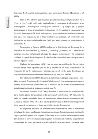 15
diferentes de Drosophila pertenecientes a dos subgéneros distintos (Tonzetich et al.
1990).
Kress (1993) observó que los genes que codifican la Larval glue protein 1 y 3
(Lgp-1 y Lgp-3) en D. virilis están localizados en el cromosoma X (elemento A) y sus
homólogos en D. melanogaster Salivary gland secretion 3, 7 y 8 (Sgs3, Sgs7 y Sgs8) se
encuentran en el brazo cromosómico 3L (elemento D). Al analizar el cromosoma 3 de
D. virilis (homologo al 3L de D. melanogaster) se encontraron secuencias relacionadas
con Sgs3. Esto sugiere que en el linaje evolutivo que conduce a D. virilis hubo una
duplicación de genes relacionados con Sgs3 que posteriormente se transpusieron al
cromosoma X.
Drosopoulou y Scouras (1995) analizaron la distribución de los genes de la
familia de las beta-tubulinas (_1-tubulin, _2-tubulin y _3-tubulin) en 11 especies del
subgrupo montium perteneciente al grupo de especies melanogaster y la compararon
con la de la especie D. melanogaster. La localización cromosómica de estos genes varía
de unas especies a otras.
El cluster de las maltasas (HDL) y de los genes que codifican las Larval cuticle
proteins (Lcp) están separados por 10 kb y situados en el brazo cromosómico 2R
(elemento C) de D. melanogaster mientras que en D. virilis están localizados en
regiones diferentes del cromosoma 4 (elemento B) (Vieira et al. 1997b).
Yi y Charlesworth (2000) describen la transposición del gen exuperantia 1 (exu-
1) en la especie D. miranda del elemento C al elemento A. Los autores proponen que el
cambio de localización cromosómica es el resultado de un evento de recombinación
ectópica que implicaría al gen exuperantia 2 (exu-2).
Finalmente, Bondinas et al. (2001) describen la localización de un séptimo loci
de la familia génica de las actinas en las especies D. subsilvestris y D. bifasciata. En
todas las especies estudiadas hasta ese momento se habían descrito únicamente 6 loci
(Loukas y Kafatos 1986; 1988). Los autores proponen que ha habido una transposición
de un locus de las actinas en el linaje que conduce a estas dos especies.
No se pueden descartar las reordenaciones cromosómicas como el mecanismo
por el cual los genes cambian de elemento cromosómico. Sin embargo, esta explicación
es poco probable ya que en la mayoría de los casos se necesitarían varias reordenaciones
para explicar la nueva localización de los genes. Si tenemos en cuenta las características
en común de los genes que muestran una localización no conservativa vemos que todos
 