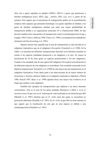 16
ellos son o genes repetidos en tándem (5SRNA, HIS-C) o genes que pertenecen a
familias multigénicas (Lsp1, tRNA, Lgp, _-tubulin, HDL, Lcp, exu-1 y genes de las
actinas). Esto sugiere que el mecanismo de transposición podría ser la recombinación
ectópica entre regiones que presentan homología. Los genes repetidos en tándem y los
genes de familias multigénicas tendrían por tanto una mayor probabilidad de
transposición debido a su organización molecular (Yi y Charlesworth 2000). Se han
descrito también otros mecanismos de transposición como la retrotransposición (Long y
Langley 1993; Currie y Sullivan 1994; Yuan et al. 1996) y la transposición mediada por
elementos móviles (Lovering et al. 1991).
Algunos autores han sugerido que la tasa de transposición es más elevada en el
subgénero Sophophora que en el subgénero Drosophila (Tonzetich et al. 1990). En la
Tabla 2 se muestran las diferentes transposiciones descritas en la literatura teniendo en
cuenta si las especies estudiadas pertenecen a un subgénero o al otro. Se conoce la
localización de 10 de estos genes en especies pertenecientes a los dos subgéneros.
Cuando se ha estudiado más de una especie del subgénero Drosophila la localización en
las diferentes especies de este subgénero es coincidente. Este resultado concuerda con la
hipótesis propuesta por Tonzetich et al. (1990) de una mayor tasa de transposición en el
subgénero Sophophora. Estos datos junto a las observaciones de un mayor número de
inversiones y fusiones céntricas fijadas en el subgénero Sophophora (Sperlich y Pfriem
1986; Powell 1997; Ranz et al. 1999) apuntan hacia una mayor tasa evolutiva en el
linaje que conduce a este subgénero.
También hay ejemplos de transposiciones que implican a un único elemento
cromosómico. Este es el caso de los genes anidados Rhodopsin 4 (Rh4) y seven in
absentia (sina). El gen sina en D. melanogaster está localizado en un intrón del gen Rh4
(Montell et al. 1987) mientras que en D. virilis estos dos genes se encuentran en
posiciones diferentes (Neufeld et al. 1991). En D. virilis el gen Rh4 no tiene intrones lo
que sugiere que la localización de este gen en esta especie es debida a una
retrotransposición (Neufeld et al. 1991).
 