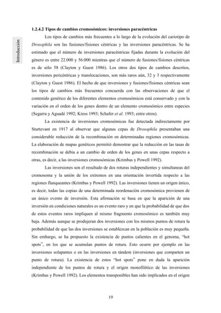19
1.2.4.2 Tipos de cambios cromosómicos: inversiones paracéntricas
Los tipos de cambios más frecuentes a lo largo de la evolución del cariotipo de
Drosophila son las fusiones/fisiones céntricas y las inversiones paracéntricas. Se ha
estimado que el número de inversiones paracéntricas fijadas durante la evolución del
género es entre 22.000 y 56.000 mientras que el número de fusiones/fisiones céntricas
es de sólo 58 (Clayton y Guest 1986). Los otros dos tipos de cambios descritos,
inversiones pericéntricas y translocaciones, son más raros aún, 32 y 3 respectivamente
(Clayton y Guest 1986). El hecho de que inversiones y fusiones/fisiones céntricas sean
los tipos de cambios más frecuentes concuerda con las observaciones de que el
contenido genético de los diferentes elementos cromosómicos está conservado y con la
variación en el orden de los genes dentro de un elemento cromosómico entre especies
(Segarra y Aguadé 1992; Kress 1993; Schafer et al. 1993; entre otros).
La existencia de inversiones cromosómicas fue detectada indirectamente por
Sturtevant en 1917 al observar que algunas cepas de Drosophila presentaban una
considerable reducción de la recombinación en determinadas regiones cromosómicas.
La elaboración de mapas genéticos permitió demostrar que la reducción en las tasas de
recombinación se debía a un cambio de orden de los genes en unas cepas respecto a
otras, es decir, a las inversiones cromosómicas (Krimbas y Powell 1992).
Las inversiones son el resultado de dos roturas independientes y simultaneas del
cromosoma y la unión de los extremos en una orientación invertida respecto a las
regiones flanqueantes (Krimbas y Powell 1992). Las inversiones tienen un origen único,
es decir, todas las copias de una determinada reordenación cromosómica provienen de
un único evento de inversión. Esta afirmación se basa en que la aparición de una
inversión en condiciones naturales es un evento raro y en que la probabilidad de que dos
de estos eventos raros impliquen al mismo fragmento cromosómico es también muy
baja. Además aunque se produjeran dos inversiones con los mismos puntos de rotura la
probabilidad de que las dos inversiones se establezcan en la población es muy pequeña.
Sin embargo, se ha propuesto la existencia de puntos calientes en el genoma, “hot
spots”, en los que se acumulan puntos de rotura. Esto ocurre por ejemplo en las
inversiones solapantes o en las inversiones en tándem (inversiones que comparten un
punto de rotura). La existencia de estos “hot spots” pone en duda la aparición
independiente de los puntos de rotura y el origen monofilético de las inversiones
(Krimbas y Powell 1992). Los elementos transponibles han sido implicados en el origen
 