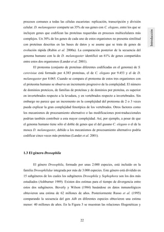 22
procesos comunes a todas las células eucariotas: replicación, transcripción y división
celular. D. melanogaster comparte un 35% de sus genes con C. elegans, entre los que se
incluyen genes que codifican las proteínas requeridas en procesos multicelulares más
complejos. Un 30% de los genes de cada uno de estos organismos no presenta similitud
con proteínas descritas en las bases de datos y se asume que se trata de genes de
evolución rápida (Rubin et al. 2000a). La comparación posterior de la secuencia del
genoma humano con la de D. melanogaster identificó un 61% de genes compartidos
entre estos dos organismos (Lander et al. 2001).
El proteoma (conjunto de proteínas diferentes codificadas en el genoma) de S.
cerevisiae está formado por 4.383 proteínas, el de C. elegans por 9.453 y el de D.
melanogaster por 8.065. Cuando se compara el proteoma de estos tres organismos con
el proteoma humano se observa un incremento progresivo de la complejidad. El número
de dominios proteicos, de familias de proteínas y de dominios por proteína, es superior
en invertebrados respecto a la levadura, y en vertebrados respecto a invertebrados. Sin
embargo no parece que un incremento en la complejidad del proteoma de 2 o 3 veces
pueda explicar la gran complejidad fenotípica de los vertebrados. Otros factores como
los mecanismos de procesamiento alternativo o las modificaciones post-traduccionales
podrían también contribuir a esta mayor complejidad. Así, por ejemplo, a pesar de que
el genoma humano tiene sólo el doble de genes que el del gusano C. elegans o el de la
mosca D. melanogaster, debido a los mecanismos de procesamiento alternativo podría
codificar cinco veces más proteínas (Lander et al. 2001).
1.3 El género Drosophila
El género Drosophila, formado por unas 2.000 especies, está incluido en la
familia Drosophilidae integrada por más de 3.000 especies. Este género está dividido en
15 subgéneros de los cuales los subgéneros Drosophila y Sophophora son los dos más
estudiados (Ashburner 1989). Existen dos estimas para el tiempo de divergencia entre
estos dos subgéneros. Beverly y Wilson (1984) basándose en datos inmunológicos
obtuvieron una estima de 62 millones de años. Posteriormente Russo et al. (1995)
comparando la secuencia del gen Adh en diferentes especies obtuvieron una estima
menor: 40 millones de años. En la Figura 3 se muestran las relaciones filogenéticas y
 