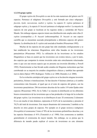 24
1.3.2 El grupo repleta
El grupo repleta de Drosophila es uno de los más numerosos del género con 91
especies. Pertenece al subgénero Drosophila y está formado por cinco subgrupos:
fasciola, hydei, mercatorum, mulleri y repleta. La especie D. repleta pertenece al
subgrupo repleta, y la especie D. buzzatii pertenece al subgrupo mulleri. La mayoría de
especies de este grupo se localizan en las regiones áridas y semiáridas del Nuevo
Mundo. Sin embargo algunas especies tienen una distribución más amplia entre ellas D.
repleta (cosmopolita) y D. buzzatii (subcosmopolita). D. buzzatii es una especie
cactófila que se encuentran asociada principalmente a diferentes especies del género
Opuntia. La distribución de D. repleta está asociada al hombre (Wasserman 1992).
Muchas de las especies de este grupo han sido estudiadas citológicamente y se
han establecido las relaciones filogenéticas entre ellas basadas en las inversiones
paracéntricas (Wasserman 1992). La utilización de las inversiones en los estudios
filogenéticos se basa en asumir que las inversiones son eventos únicos, y por lo tanto,
dos especies que comparten la misma inversión están más estrechamente relacionadas
entre si que con una tercera especie que no presente esa inversión (Krimbas y Powell
1992). Posteriormente se han llevado acabo estudios de filogenias moleculares que han
corroborado en su mayoría los estudios citogenéticos clásicos y también han aportado
nuevos datos (Spicer 1995; Rodriguez- Trelles et al. 2000; Durando et al. 2000).
En la evolución cariotípica del grupo repleta no se ha descrito ninguna inversión
pericéntrica, fisiones o translocaciones. Se han descrito 4 fusiones céntricas y el cambio
cromosómico más frecuente, al igual que en el resto de especies del género, son las
inversiones paracéntricas: 296 inversiones descritas de las cuales 119 están fijadas entre
especies (Wasserman 1992). En la Tabla 3 se muestra la distribución en los diferentes
brazos cromosómicos de las inversiones que se han producido a lo largo de la evolución
del grupo repleta. Las inversiones no se distribuyen al azar. El cromosoma 2 (elemento
E) es con mucho el más dinámico, representa el 22,6% de la eucromatina y presenta el
70,2% del total de inversiones. Este mayor dinamismo del cromosoma 2 también se ha
descrito en otros grupos de especies. Por ejemplo en el grupo melanica (subgénero
Drosophila) el cromosoma 2 tiene el 70% de las inversiones polimórficas descritas y en
las especies Hawaianas el 41% (Tonzetich et al. 1988). Este cromosoma es también
generalmente el cromosoma de mayor tamaño. Sin embargo, no se piensa que la
diferencia de tamaño pueda explicar el exceso de inversiones en este elemento
 