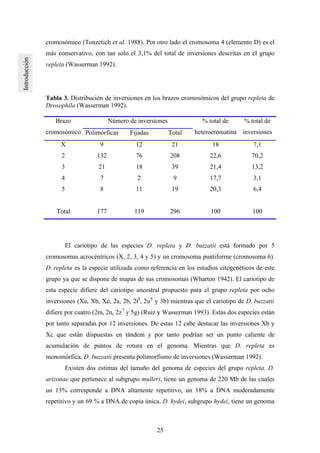 25
cromosómico (Tonzetich et al. 1988). Por otro lado el cromosoma 4 (elemento D) es el
más conservativo, con tan solo el 3,1% del total de inversiones descritas en el grupo
repleta (Wasserman 1992).
Tabla 3. Distribución de inversiones en los brazos cromosómicos del grupo repleta de
Drosophila (Wasserman 1992).
Número de inversionesBrazo
cromosómico Polimórficas Fijadas Total
% total de
heterocromatina
% total de
inversiones
X 9 12 21 18 7,1
2 132 76 208 22,6 70,2
3 21 18 39 21,4 13,2
4 7 2 9 17,7 3,1
5 8 11 19 20,3 6,4
Total 177 119 296 100 100
El cariotipo de las especies D. repleta y D. buzzatii está formado por 5
cromosomas acrocéntricos (X, 2, 3, 4 y 5) y un cromosoma puntiforme (cromosoma 6).
D. repleta es la especie utilizada como referencia en los estudios citogenéticos de este
grupo ya que se dispone de mapas de sus cromosomas (Wharton 1942). El cariotipo de
esta especie difiere del cariotipo ancestral propuesto para el grupo repleta por ocho
inversiones (Xa, Xb, Xc, 2a, 2b, 2t8
, 2u8
y 3b) mientras que el cariotipo de D. buzzatii
difiere por cuatro (2m, 2n, 2z7
y 5g) (Ruiz y Wasserman 1993). Estas dos especies están
por tanto separadas por 12 inversiones. De estas 12 cabe destacar las inversiones Xb y
Xc que están dispuestas en tándem y por tanto podrían ser un punto caliente de
acumulación de puntos de rotura en el genoma. Mientras que D. repleta es
monomórfica, D. buzzatii presenta polimorfismo de inversiones (Wasserman 1992).
Existen dos estimas del tamaño del genoma de especies del grupo repleta. D.
arizonae que pertenece al subgrupo mulleri, tiene un genoma de 220 Mb de las cuales
un 13% corresponde a DNA altamente repetitivo, un 18% a DNA moderadamente
repetitivo y un 69 % a DNA de copia única. D. hydei, subgrupo hydei, tiene un genoma
 