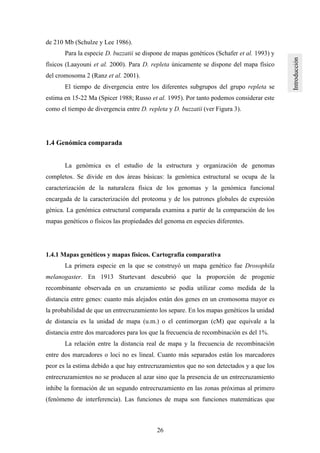 26
de 210 Mb (Schulze y Lee 1986).
Para la especie D. buzzatii se dispone de mapas genéticos (Schafer et al. 1993) y
físicos (Laayouni et al. 2000). Para D. repleta únicamente se dispone del mapa físico
del cromosoma 2 (Ranz et al. 2001).
El tiempo de divergencia entre los diferentes subgrupos del grupo repleta se
estima en 15-22 Ma (Spicer 1988; Russo et al. 1995). Por tanto podemos considerar este
como el tiempo de divergencia entre D. repleta y D. buzzatii (ver Figura 3).
1.4 Genómica comparada
La genómica es el estudio de la estructura y organización de genomas
completos. Se divide en dos áreas básicas: la genómica estructural se ocupa de la
caracterización de la naturaleza física de los genomas y la genómica funcional
encargada de la caracterización del proteoma y de los patrones globales de expresión
génica. La genómica estructural comparada examina a partir de la comparación de los
mapas genéticos o físicos las propiedades del genoma en especies diferentes.
1.4.1 Mapas genéticos y mapas físicos. Cartografía comparativa
La primera especie en la que se construyó un mapa genético fue Drosophila
melanogaster. En 1913 Sturtevant descubrió que la proporción de progenie
recombinante observada en un cruzamiento se podía utilizar como medida de la
distancia entre genes: cuanto más alejados están dos genes en un cromosoma mayor es
la probabilidad de que un entrecruzamiento los separe. En los mapas genéticos la unidad
de distancia es la unidad de mapa (u.m.) o el centimorgan (cM) que equivale a la
distancia entre dos marcadores para los que la frecuencia de recombinación es del 1%.
La relación entre la distancia real de mapa y la frecuencia de recombinación
entre dos marcadores o loci no es lineal. Cuanto más separados están los marcadores
peor es la estima debido a que hay entrecruzamientos que no son detectados y a que los
entrecruzamientos no se producen al azar sino que la presencia de un entrecruzamiento
inhibe la formación de un segundo entrecruzamiento en las zonas próximas al primero
(fenómeno de interferencia). Las funciones de mapa son funciones matemáticas que
 